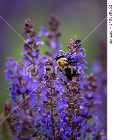 Carpenter Bee Foraging on Vibrant Purple Salvia Blooms 140399862