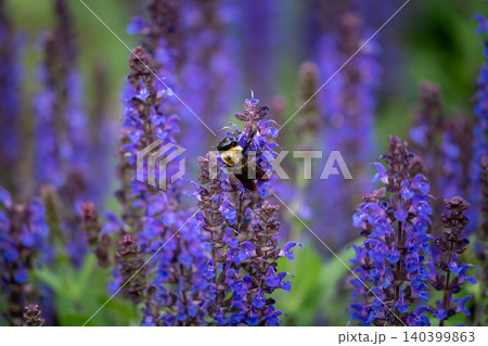 Carpenter Bee Foraging on Vibrant Purple Salvia Blooms 140399863