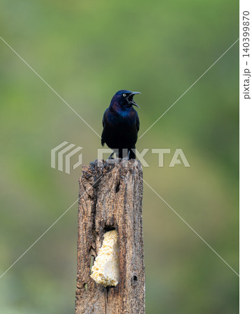 Common Grackle Calling Out from Atop Rustic Weathered Post 140399870