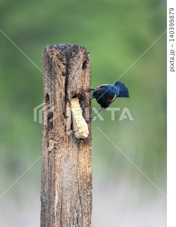 Male Red-Winged Blackbird Feeding on Suet at Weathered Wooden Post 140399879
