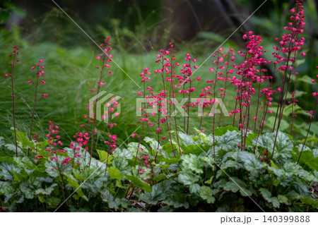 Pink Heuchera Coral Bells Rising Above Silver Foliage in Garden 140399888