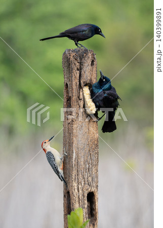 Red-Bellied Woodpecker and Grackle Competing for Suet at Wooden Post 140399891