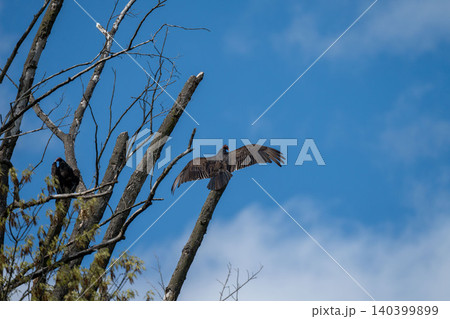 Turkey Vulture Spreading Wings on Bare Tree Against Blue Sky Turkey Vulture Spreading Wings on Bare Tree Against Blue Sky 140399899
