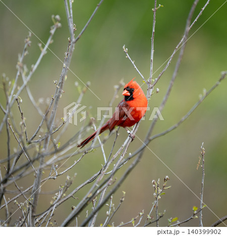Vibrant Male Northern Cardinal Perched in Budding Spring Shrub 140399902