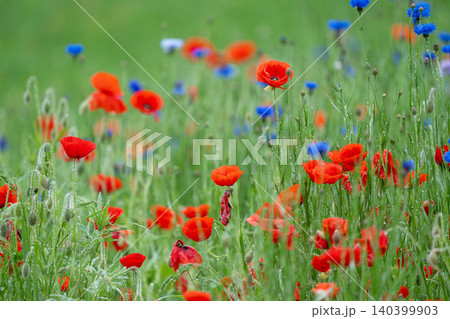 Vibrant Red Poppies and Blue Bachelor's Buttons in Dewy Wildflower Meadow Vibrant Red Poppies and Blue Bachelor's Buttons in Dewy Wildflower Meadow 140399903