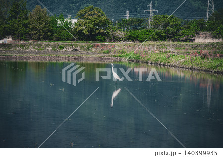 水田に佇む白鷺【北安曇郡池田町】 140399935