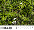 白い花 140400027
