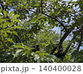 南国の木々の間から見える空 140400028