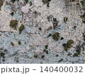 岩に生える苔 140400032