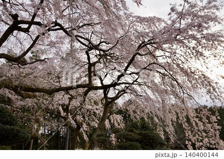 満開の枝垂れ桜 140400144