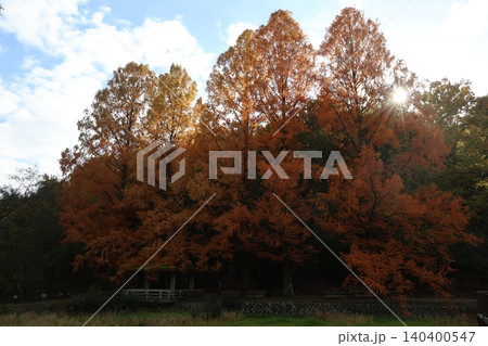 紅葉したメタセコイアの大木 140400547
