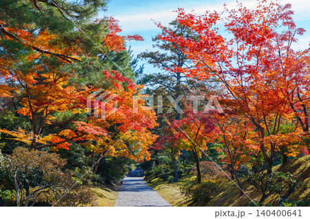 秋の桂離宮 御幸道から見る紅葉山 秋の桂離宮 御幸道から見る紅葉山 140400641