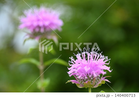 ベルガモットのピンクの花 ベルガモットのピンクの花 140400713