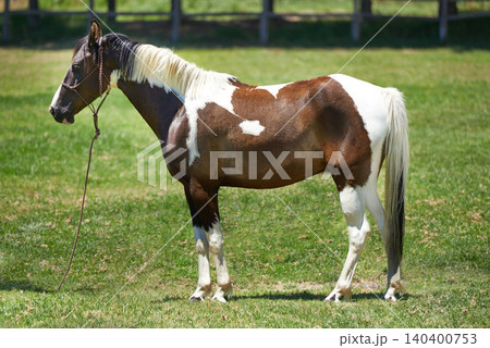 Horse, farm and mare on grass with healthy development of animal for agriculture or equestrian in Texas. Mustang, pony and thoroughbred pet in summer, lawn field at ranch and walk on land in nature Horse, farm and mare on grass with healthy development of animal for agriculture or equestrian in Texas. Mustang, pony and thoroughbred pet in summer, lawn field at ranch and walk on land in nature 140400753
