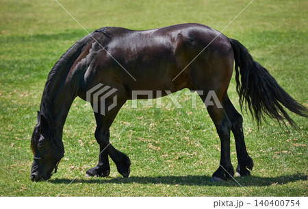 Horse, farm and stallion eating on grass with healthy development of animal in Texas for agriculture or equestrian. Mustang, pony and pet outdoor in summer, field at ranch and relax on land in nature Horse, farm and stallion eating on grass with healthy development of animal in Texas for agriculture or equestrian. Mustang, pony and pet outdoor in summer, field at ranch and relax on land in nature 140400754