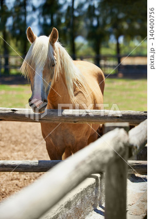 Horse, farm and portrait of mare at fence with healthy development of animal for agriculture or equestrian. Colt, pony and purebred pet in summer, field at ranch and relax outdoor in Texas nature Horse, farm and portrait of mare at fence with healthy development of animal for agriculture or equestrian. Colt, pony and purebred pet in summer, field at ranch and relax outdoor in Texas nature 140400756