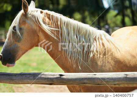 Horse, farm and mare at fence in summer with healthy development of animals for agriculture or equestrian. Mustang, pony and thoroughbred pet on field at ranch and relax outdoor in Texas nature Horse, farm and mare at fence in summer with healthy development of animals for agriculture or equestrian. Mustang, pony and thoroughbred pet on field at ranch and relax outdoor in Texas nature 140400757