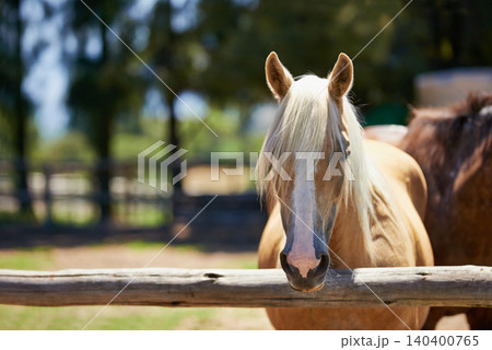 Horse, farm and portrait of mare at fence with healthy development of animals for agriculture or equestrian. Mustang, pony and pet in summer on field at ranch and relax outdoor in Texas nature Horse, farm and portrait of mare at fence with healthy development of animals for agriculture or equestrian. Mustang, pony and pet in summer on field at ranch and relax outdoor in Texas nature 140400765
