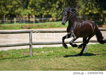 Horse, running and mare on grass at farm with healthy development of animal for agriculture or equestrian. Mustang, pony and young pet colt in summer, field at ranch and walk on land in nature Horse, running and mare on grass at farm with healthy development of animal for agriculture or equestrian. Mustang, pony and young pet colt in summer, field at ranch and walk on land in nature 140400766