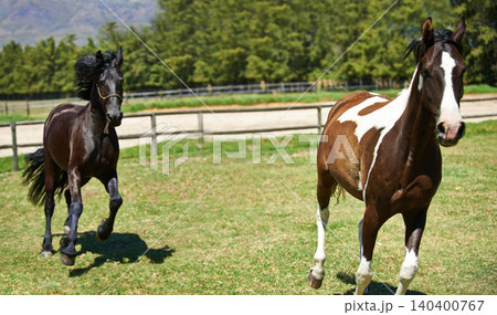 Nature, ranch and horses running in field with trees, sunshine and natural landscape. Farming, freedom and equestrian animals on green grass in countryside with energy, power or wildlife conservation Nature, ranch and horses running in field with trees, sunshine and natural landscape. Farming, freedom and equestrian animals on green grass in countryside with energy, power or wildlife conservation 140400767