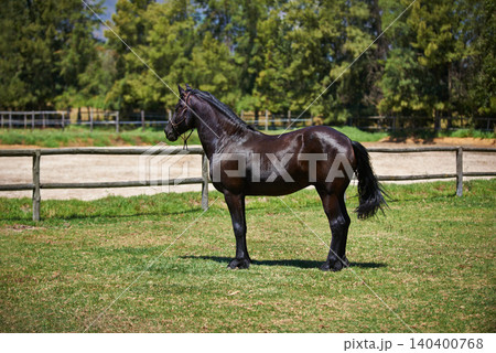 Horse, farm and stallion on grass with healthy development of animal in Texas for agriculture or equestrian. Mustang, pony and thoroughbred pet in summer, field at ranch and walk on land in nature Horse, farm and stallion on grass with healthy development of animal in Texas for agriculture or equestrian. Mustang, pony and thoroughbred pet in summer, field at ranch and walk on land in nature 140400768