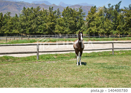 Horse, farm and pet on grass with fence on ranch with healthy development of animal for agriculture or equestrian. Colt, pony and young thoroughbred mustang in summer, field and walk on land in Texas Horse, farm and pet on grass with fence on ranch with healthy development of animal for agriculture or equestrian. Colt, pony and young thoroughbred mustang in summer, field and walk on land in Texas 140400780