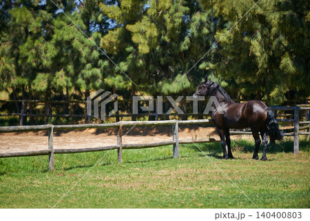 Horse, farm and animal at fence with trees, grass on ranch and healthy development of mare for agriculture or equestrian. Colt, pony and mustang in summer field at gate on land in Texas countryside Horse, farm and animal at fence with trees, grass on ranch and healthy development of mare for agriculture or equestrian. Colt, pony and mustang in summer field at gate on land in Texas countryside 140400803