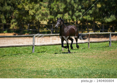 Horse, farm and running on grass with fence at ranch or healthy development of mare for agriculture or equestrian. Colt, pony and mustang on lawn in summer, walking field on land in Texas countryside Horse, farm and running on grass with fence at ranch or healthy development of mare for agriculture or equestrian. Colt, pony and mustang on lawn in summer, walking field on land in Texas countryside 140400804