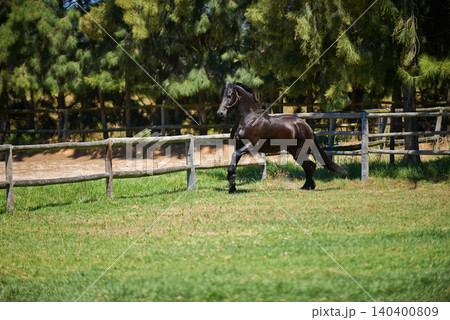 Horse, farm and running on grass with fence of ranch or healthy development of mare for agriculture or equestrian. Colt, pony and mustang on lawn in summer, walking field on land in Texas countryside Horse, farm and running on grass with fence of ranch or healthy development of mare for agriculture or equestrian. Colt, pony and mustang on lawn in summer, walking field on land in Texas countryside 140400809