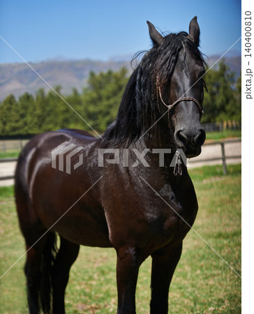 Horse, mare and portrait on grass at farm with healthy development of animal for agriculture or equestrian. Colt, pony and thoroughbred pet in summer, field at ranch and relax in Texas countryside Horse, mare and portrait on grass at farm with healthy development of animal for agriculture or equestrian. Colt, pony and thoroughbred pet in summer, field at ranch and relax in Texas countryside 140400810