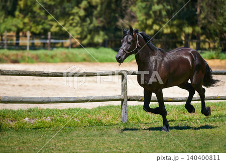 Horse, mare and running on grass at farm with healthy development of animal for agriculture or equestrian. Colt, pony and young thoroughbred pet in summer, field at ranch and walk on land in nature Horse, mare and running on grass at farm with healthy development of animal for agriculture or equestrian. Colt, pony and young thoroughbred pet in summer, field at ranch and walk on land in nature 140400811