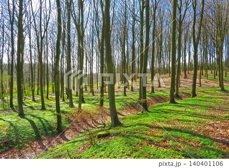 Outdoor, nature and trees in agriculture forest for eco friendly, agro or ecology landscape. Plants, field and sustainable green environment with leaves, branches and path in woods in countryside. 140401106