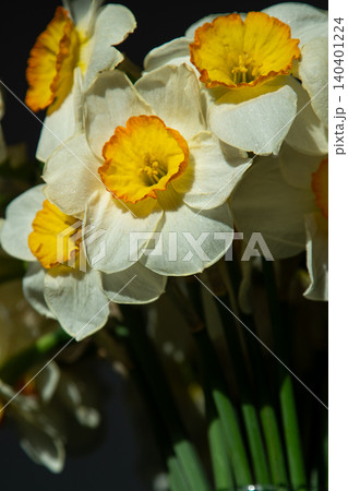 Yellow Daffodil Flowers bud with Bright Orange Cups in Spring Bouquet floral Background Yellow Daffodil Flowers bud with Bright Orange Cups in Spring Bouquet floral Background 140401224