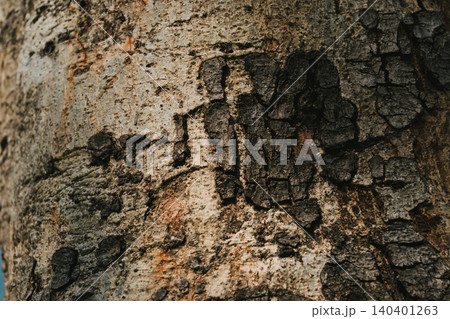 Detailed Close-Up of Tree Bark Texture with Natural Patterns Detailed Close-Up of Tree Bark Texture with Natural Patterns 140401263