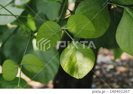 Close-Up of Vibrant Green Leaves in Natural Light Background 140401267