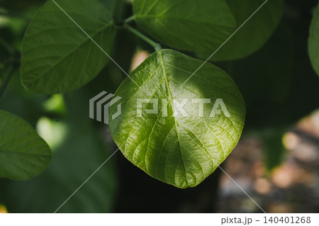 Close-Up of Green Leaf with Texture and Light Reflection in Nature Close-Up of Green Leaf with Texture and Light Reflection in Nature 140401268