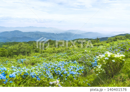 あじさいと山並みを望む大川原高原 あじさいと山並みを望む大川原高原 140401576