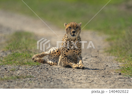 Male cheetah lying on track facing camera Male cheetah lying on track facing camera 140402022