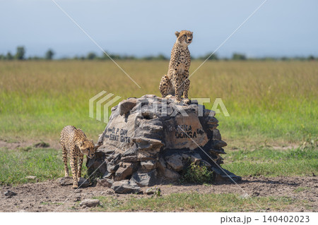 Male cheetah passes brother sitting on signpost Male cheetah passes brother sitting on signpost 140402023