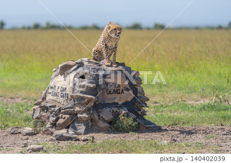 Male cheetah sits on stone direction marker Male cheetah sits on stone direction marker 140402039