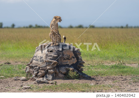 Male cheetah sits turning head on cairn Male cheetah sits turning head on cairn 140402042