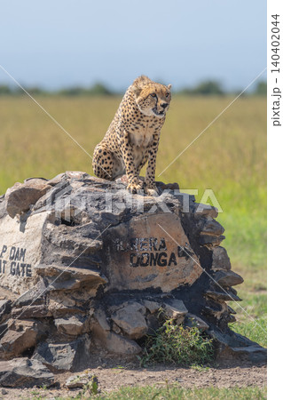 Male cheetah sitting on stone direction marker Male cheetah sitting on stone direction marker 140402044