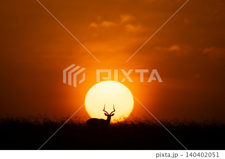 Male impala standing in silhouette at sunrise Male impala standing in silhouette at sunrise 140402051