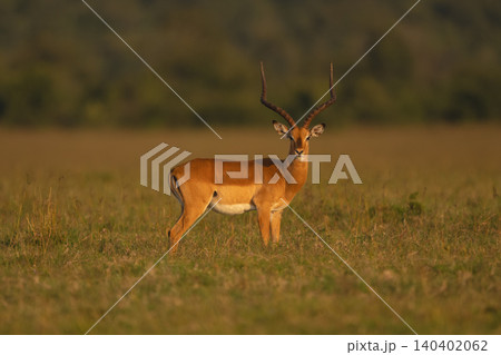Male impala stands turning head towards camera Male impala stands turning head towards camera 140402062