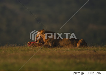 Male lion with catchlight lies eating carcase Male lion with catchlight lies eating carcase 140402070