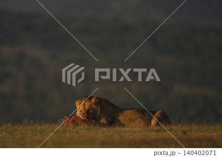 Male lion with catchlight lies eating kill 140402071