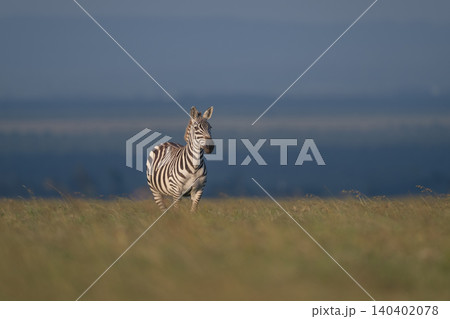 Plains zebra stands with catchlight on horizon Plains zebra stands with catchlight on horizon 140402078