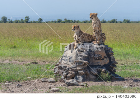 Two cheetahs look for prey from cairn Two cheetahs look for prey from cairn 140402090