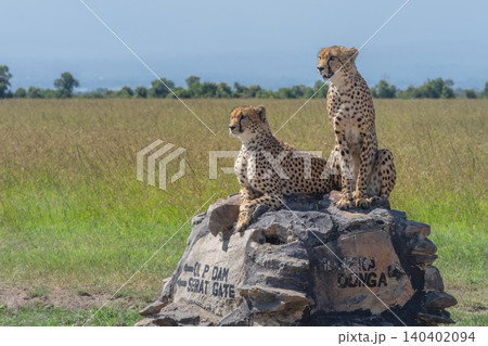 Two cheetahs looking for prey from cairn Two cheetahs looking for prey from cairn 140402094