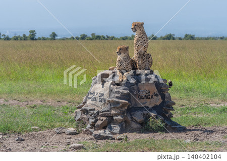 Two cheetahs sitting and lying on cairn Two cheetahs sitting and lying on cairn 140402104